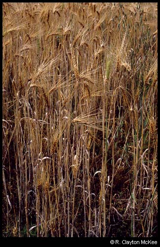 Wheat for harvesting