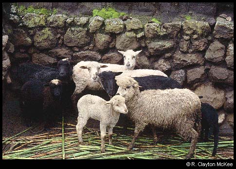 Andean Sheep, in color